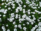 Osteospermum 1 